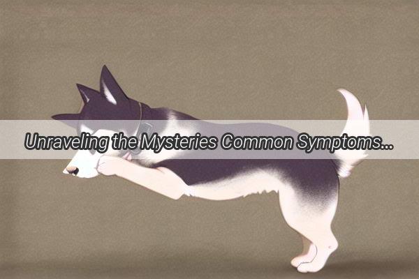 Unraveling the Mysteries Common Symptoms of Chronic Diseases in Dogs You Shouldnt Ignore